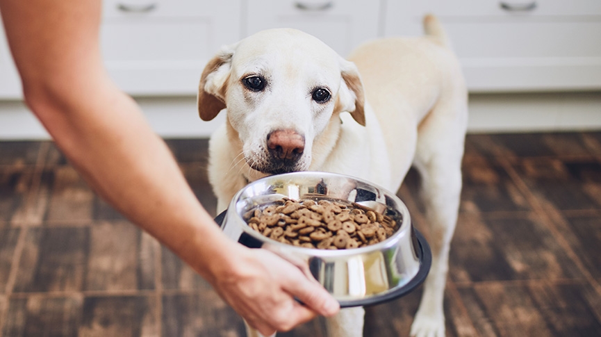 領養定購買-飼養拉布拉多幼犬全攻略-Labrador健康及訓練懶人包